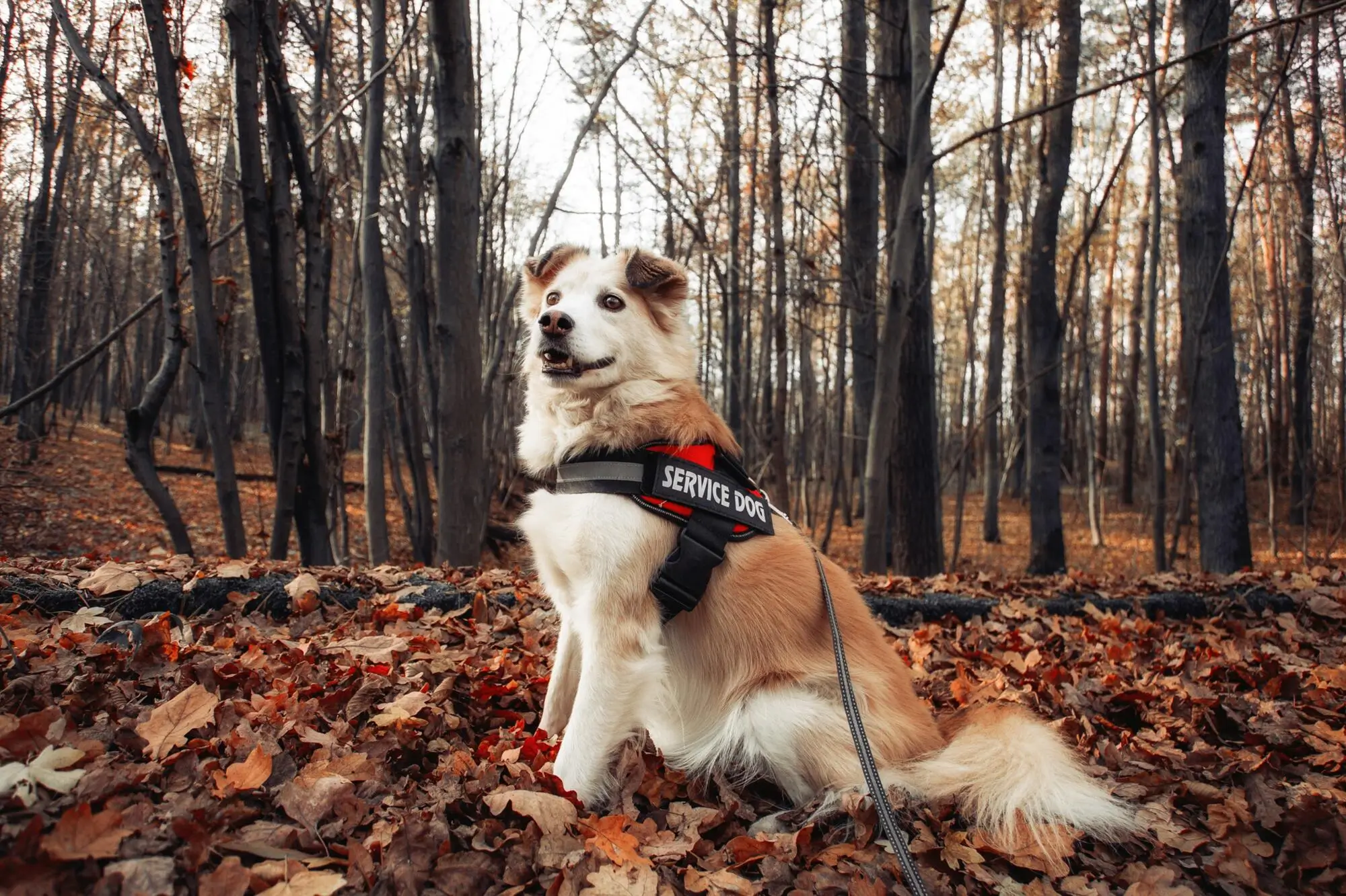 Difference Between Service, Emotional Support Animals and Pets